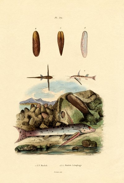 Nyikor, 1833-39 alkotó: French School